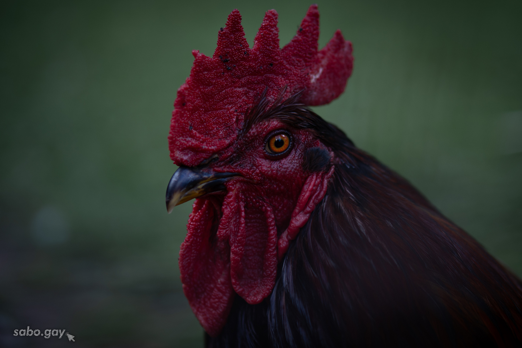 Portrait of Rooster Portrait of Rooster