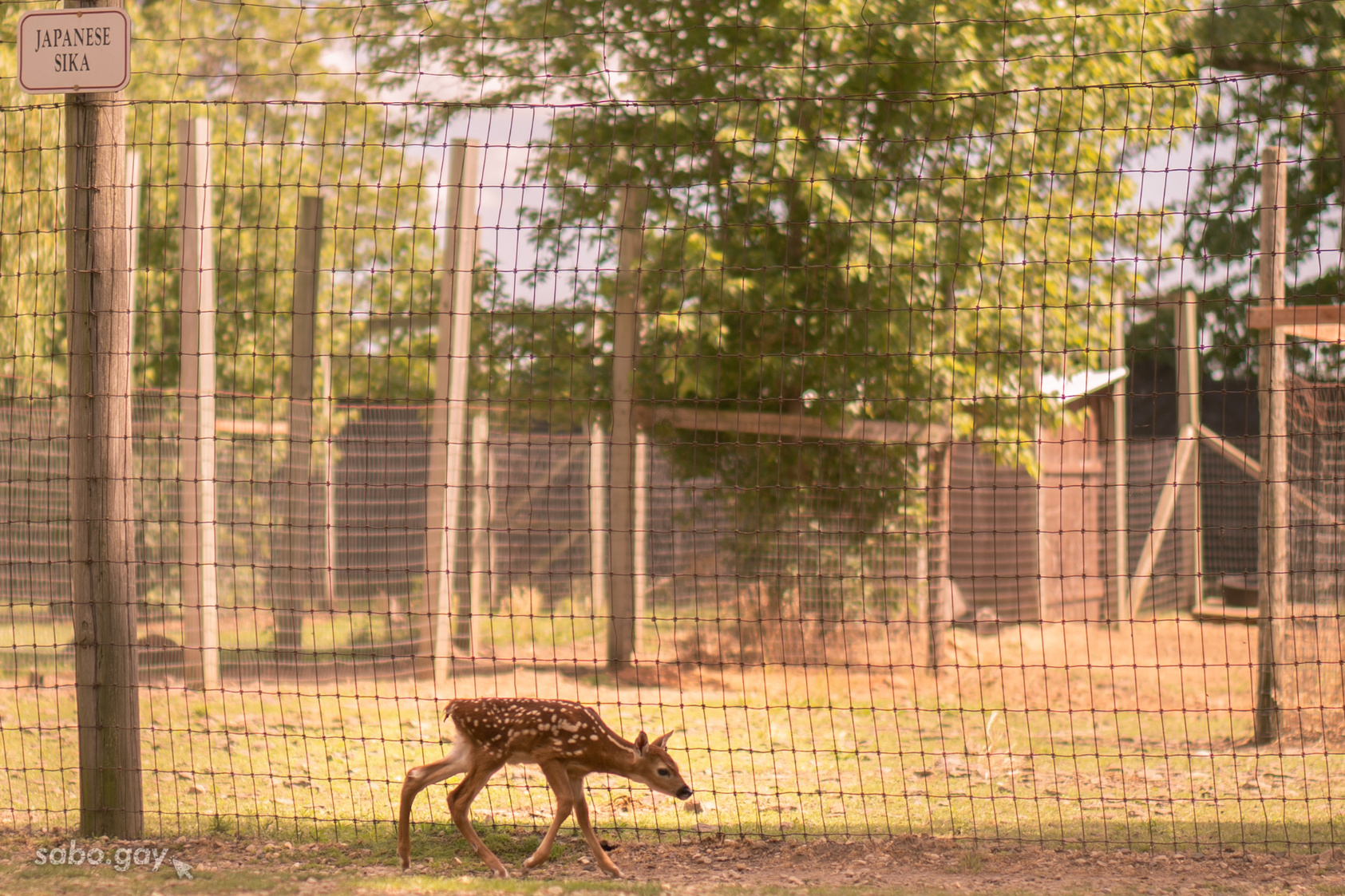 Wandering Fawn Wandering Fawn