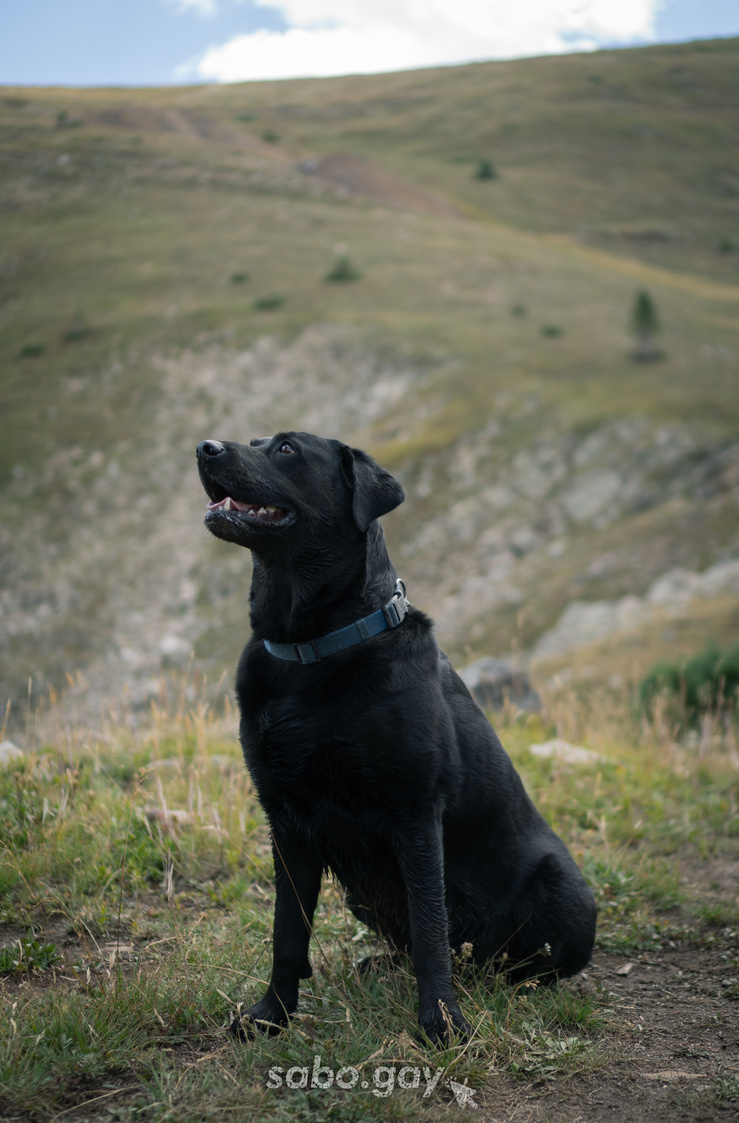 Portrait of a Dog Portrait of a Dog